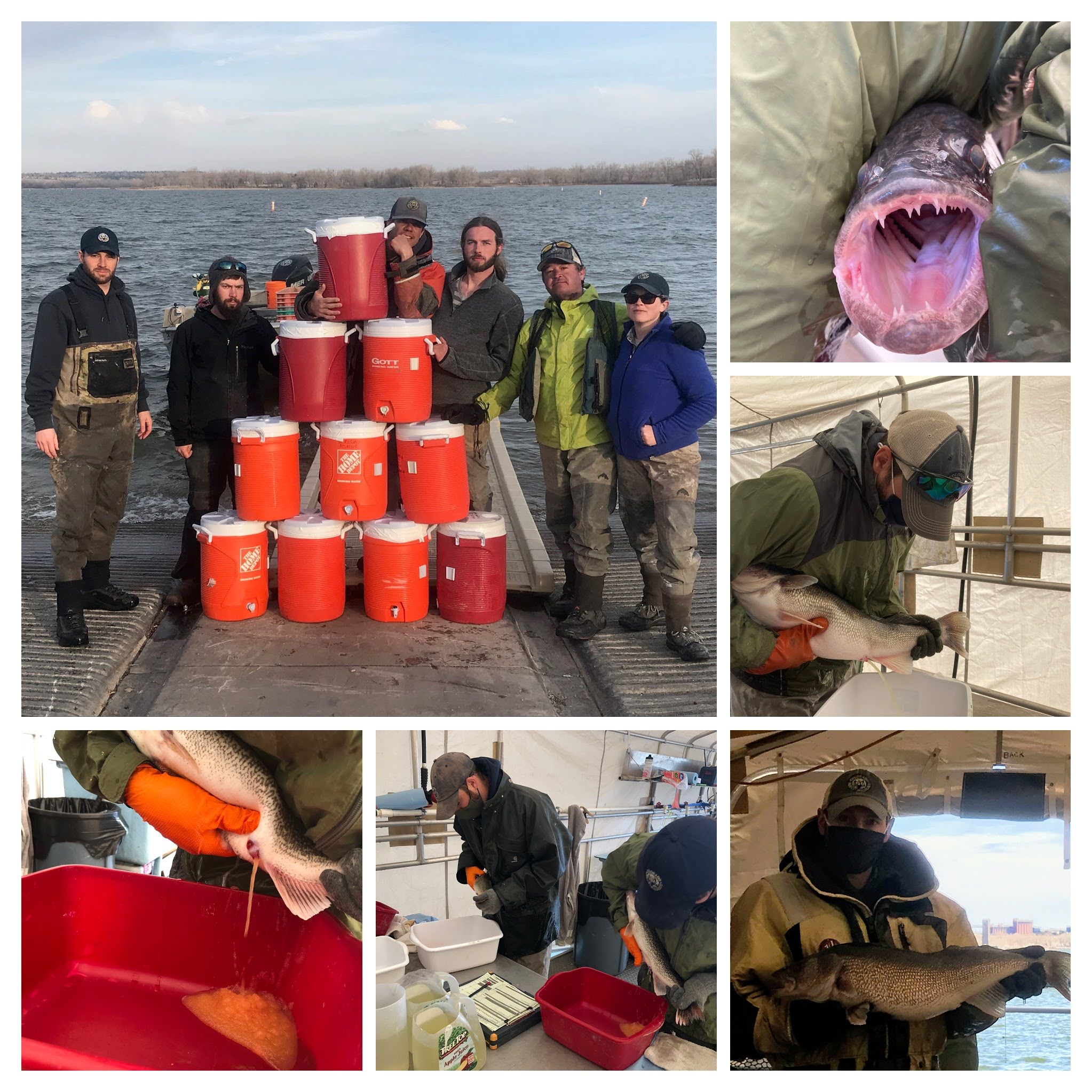 Walleye Fry